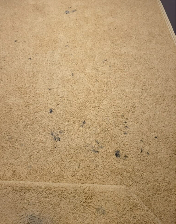 carpet stained with dark blue paint